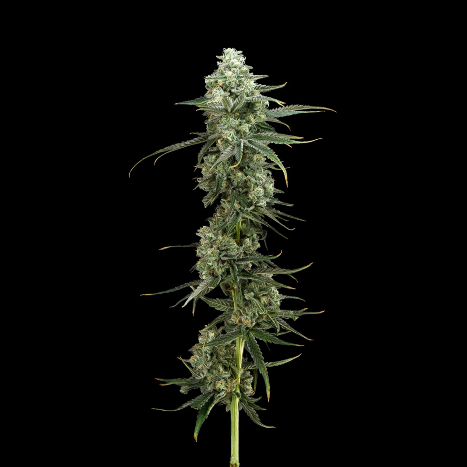 FloraCal Farms Sugar Pine Leafly